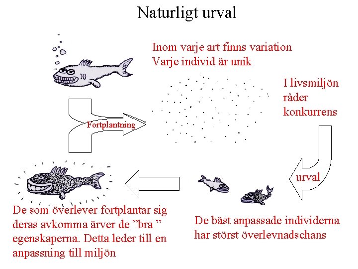 Naturligt urval Inom varje art finns variation Varje individ är unik I livsmiljön råder Naturligt urval Inom varje art finns variation Varje individ är unik I livsmiljön råder