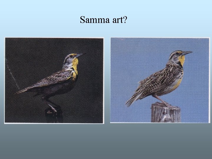 Samma art? Samma art?