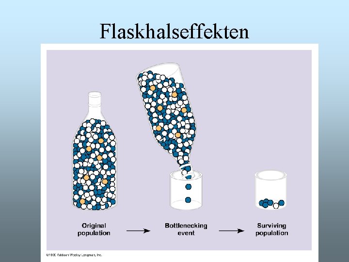 Flaskhalseffekten Flaskhalseffekten