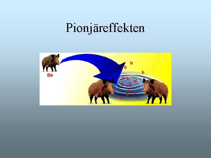 Pionjäreffekten Pionjäreffekten