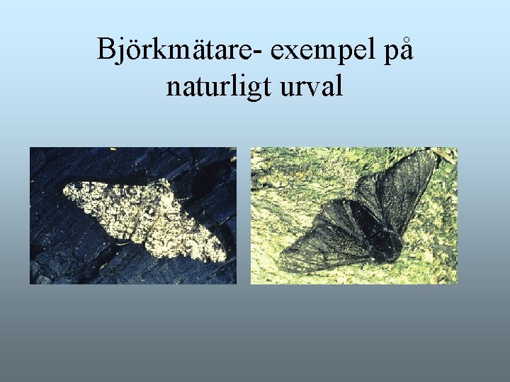 Björkmätare- exempel på naturligt urval Björkmätare- exempel på naturligt urval