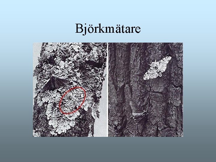 Björkmätare Björkmätare