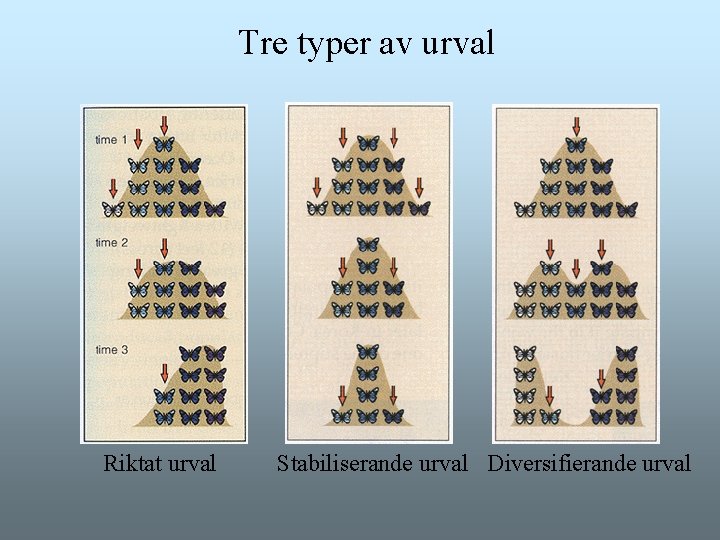 Tre typer av urval Riktat urval Stabiliserande urval Diversifierande urval Tre typer av urval Riktat urval Stabiliserande urval Diversifierande urval