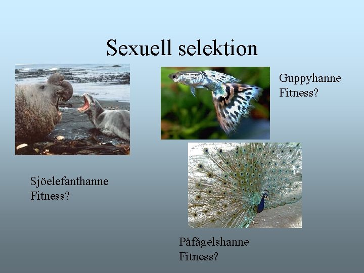 Sexuell selektion Guppyhanne Fitness? Sjöelefanthanne Fitness? Påfågelshanne Fitness? Sexuell selektion Guppyhanne Fitness? Sjöelefanthanne Fitness? Påfågelshanne Fitness?