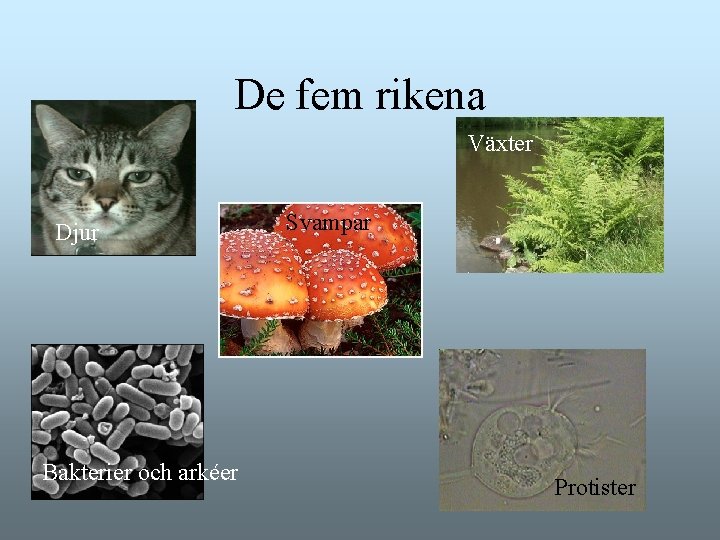 De fem rikena Växter Djur Bakterier och arkéer Svampar Protister De fem rikena Växter Djur Bakterier och arkéer Svampar Protister