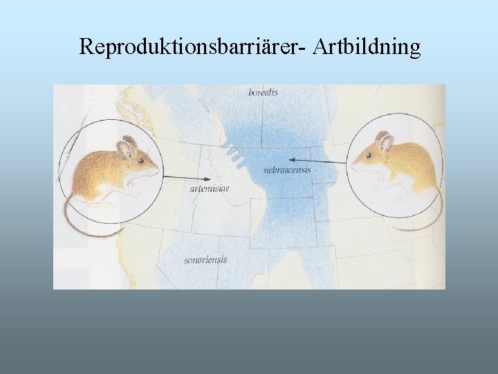 Reproduktionsbarriärer- Artbildning Reproduktionsbarriärer- Artbildning