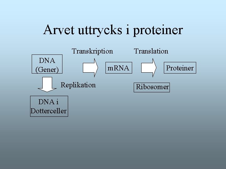 Arvet uttrycks i proteiner Transkription DNA (Gener) m. RNA Replikation DNA i Dotterceller Translation Arvet uttrycks i proteiner Transkription DNA (Gener) m. RNA Replikation DNA i Dotterceller Translation