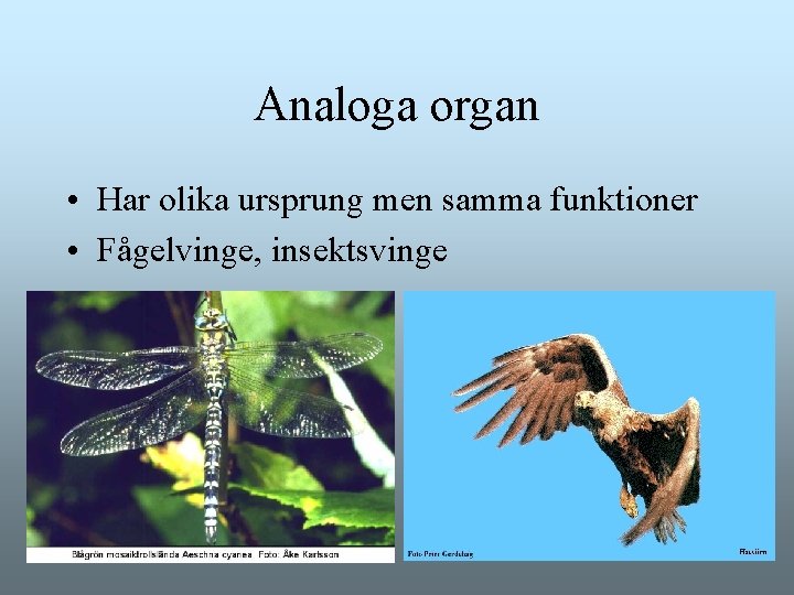 Analoga organ • Har olika ursprung men samma funktioner • Fågelvinge, insektsvinge Analoga organ • Har olika ursprung men samma funktioner • Fågelvinge, insektsvinge