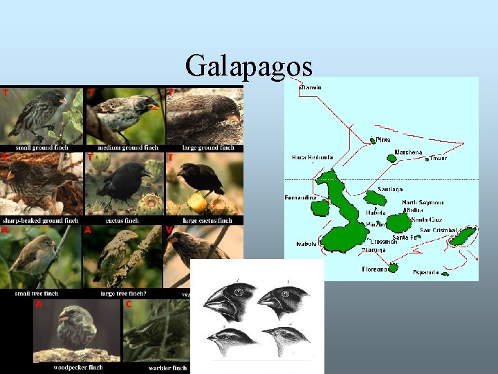 Galapagos Galapagos