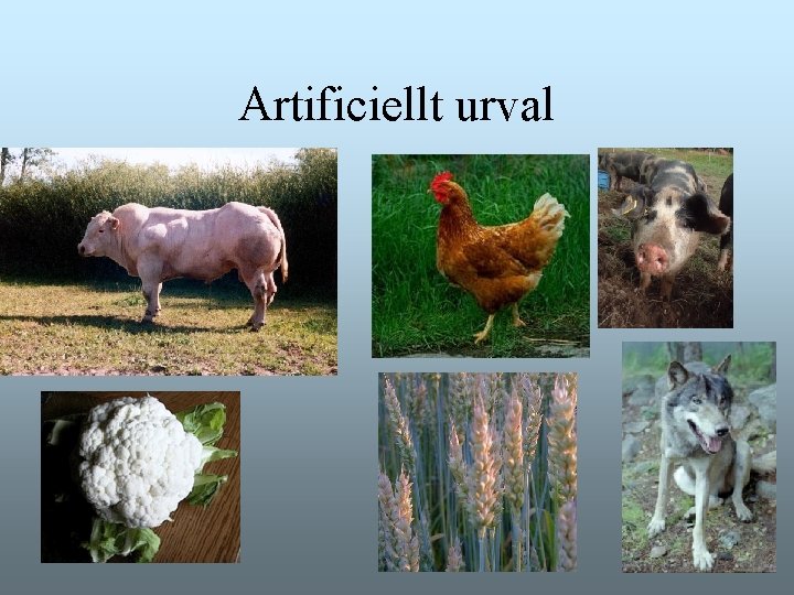 Artificiellt urval Artificiellt urval