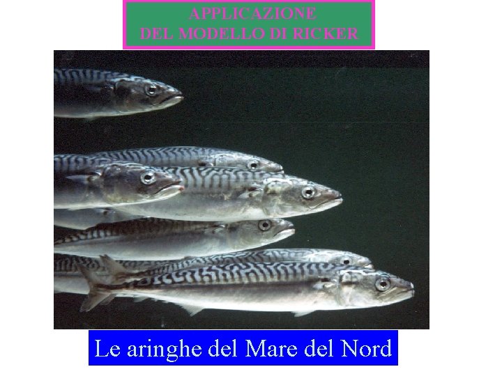 APPLICAZIONE DEL MODELLO DI RICKER Le aringhe del Mare del Nord 