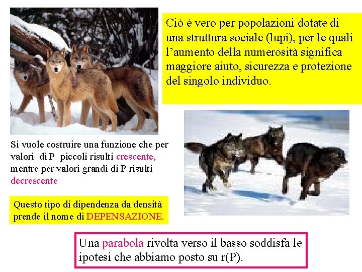 Ciò è vero per popolazioni dotate di una struttura sociale (lupi), per le quali