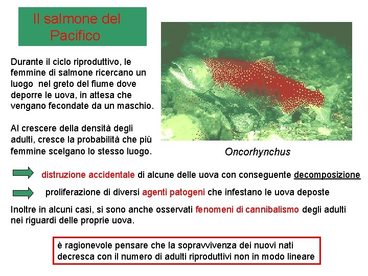  Il salmone del Pacifico Durante il ciclo riproduttivo, le femmine di salmone ricercano