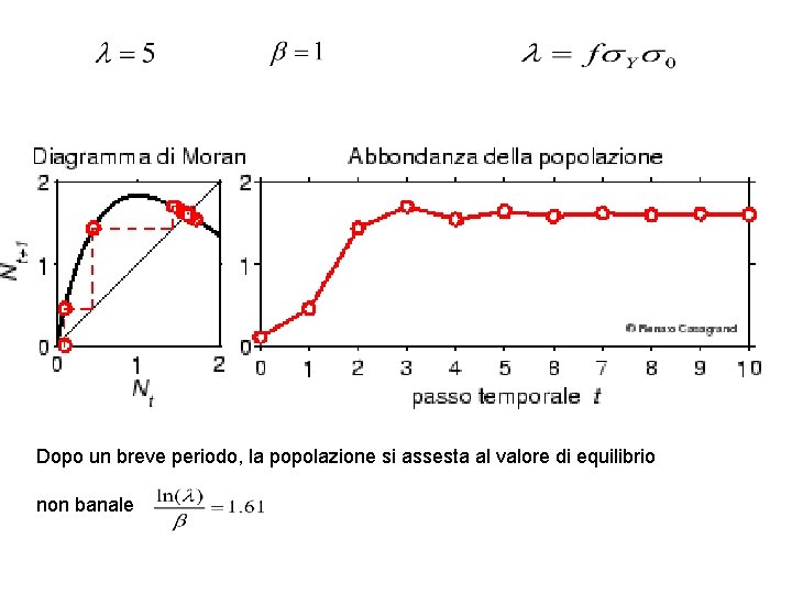 Dopo un breve periodo, la popolazione si assesta al valore di equilibrio non banale