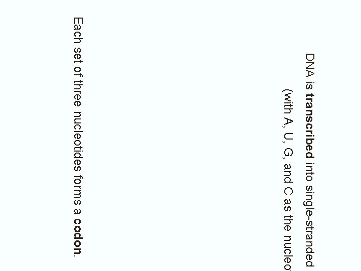 DNA is transcribed into single-stranded m (with A, U, G, and C as the