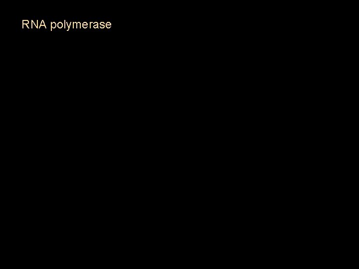 RNA polymerase 