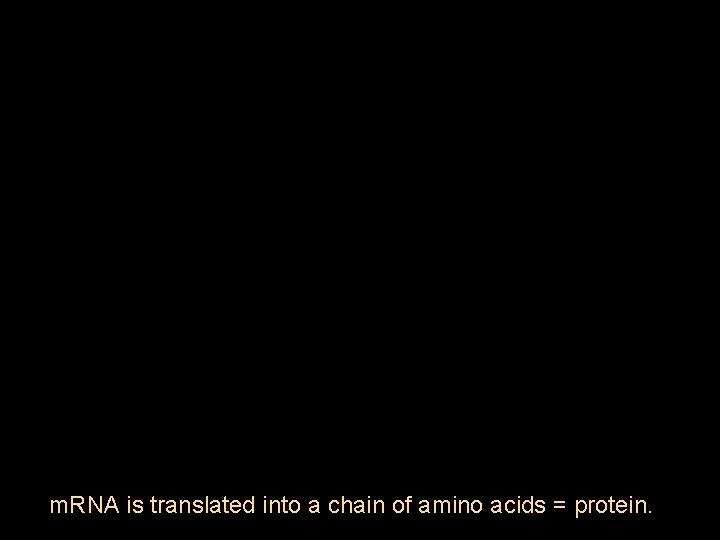 m. RNA is translated into a chain of amino acids = protein. 
