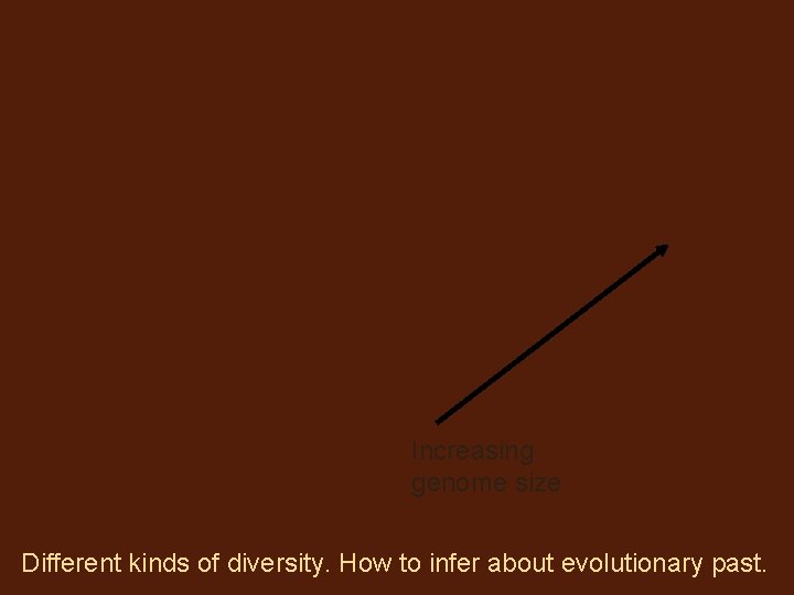 Increasing genome size Different kinds of diversity. How to infer about evolutionary past. 