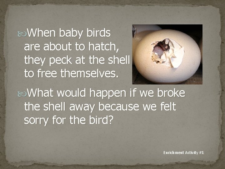  When baby birds are about to hatch, they peck at the shell to
