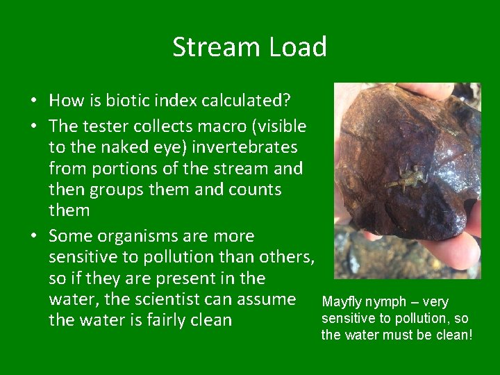 Stream Load • How is biotic index calculated? • The tester collects macro (visible