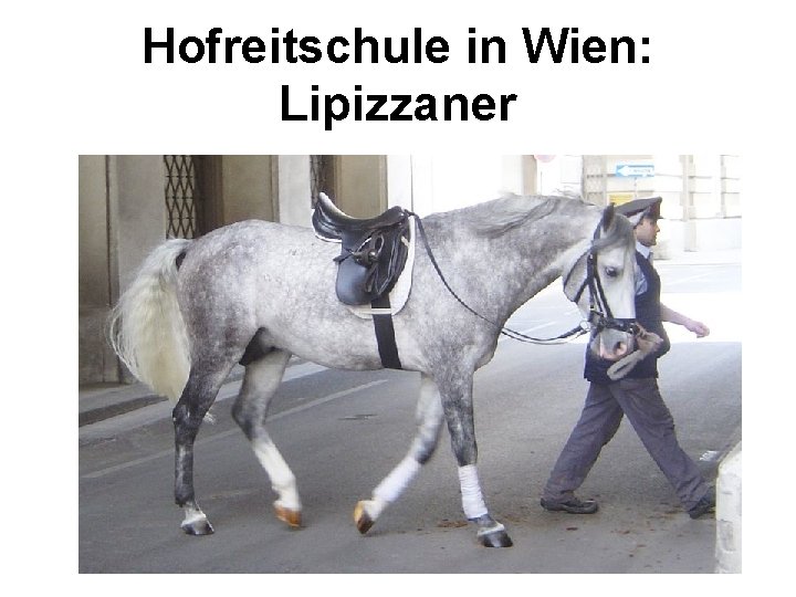 Hofreitschule in Wien: Lipizzaner 