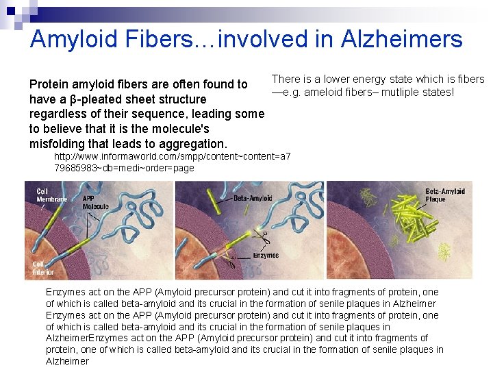 Amyloid Fibers…involved in Alzheimers There is a lower energy state which is fibers Protein