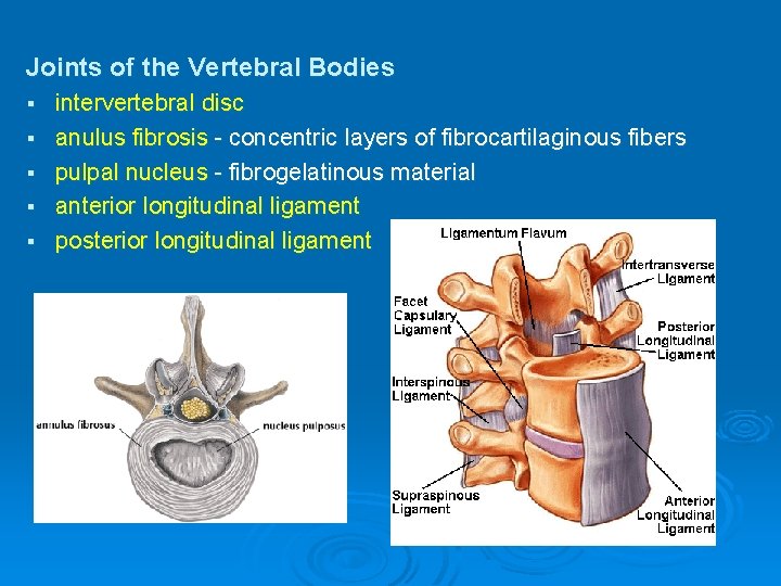 Joints of the Vertebral Bodies § § § intervertebral disc anulus fibrosis - concentric