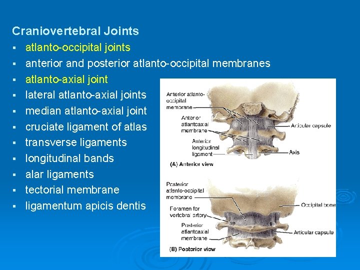 Craniovertebral Joints § § § atlanto-occipital joints anterior and posterior atlanto-occipital membranes atlanto-axial joint