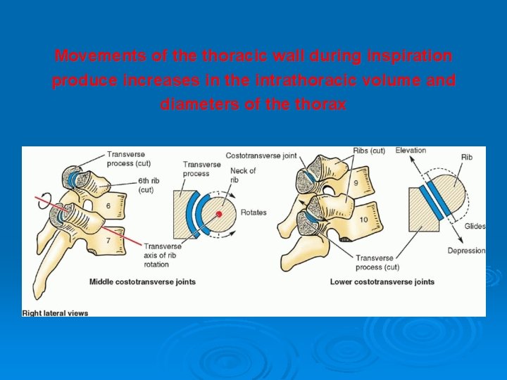 Movements of the thoracic wall during inspiration produce increases in the intrathoracic volume and