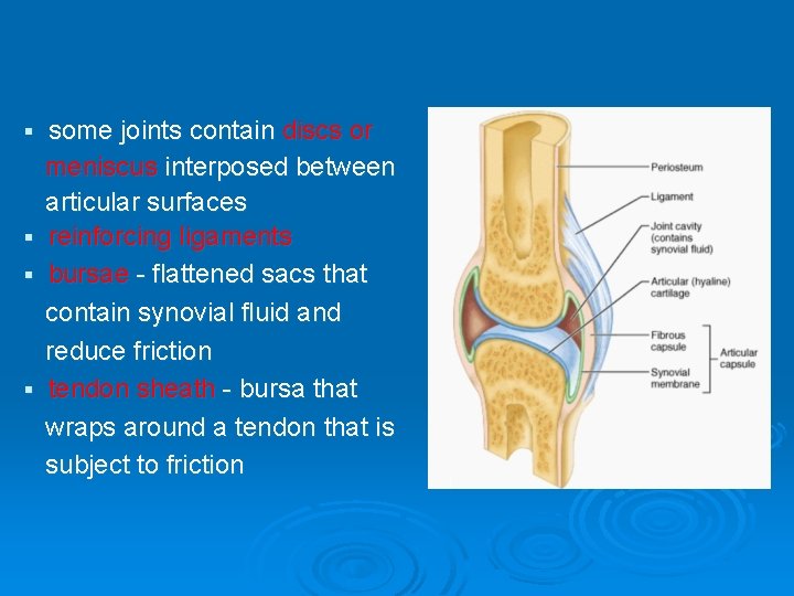 some joints contain discs or meniscus interposed between articular surfaces § reinforcing ligaments §