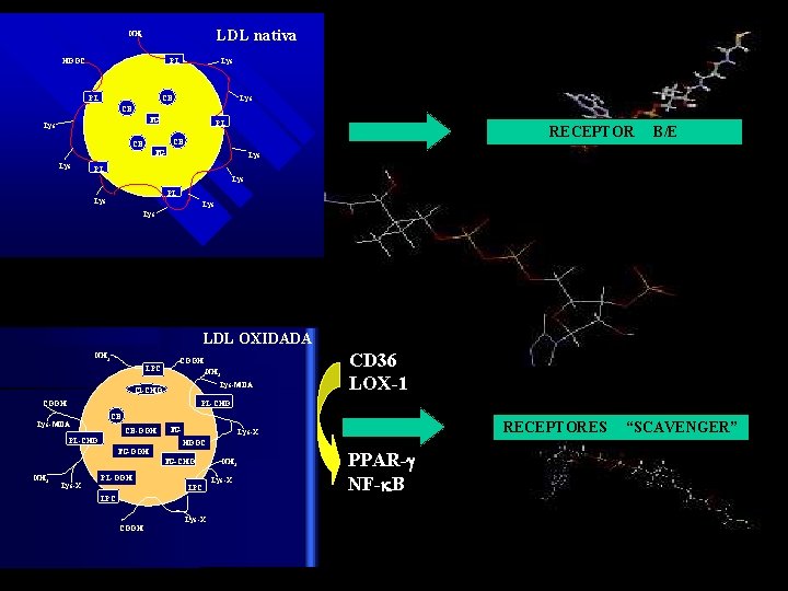 LDL nativa NH 2 HOOC PL PL Lys CE TG Lys RECEPTOR CE CE