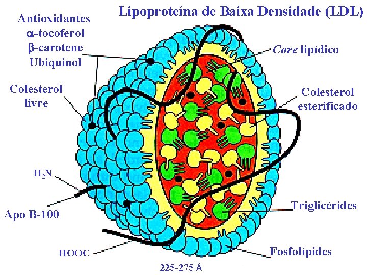 Antioxidantes -tocoferol -carotene Ubiquinol Lipoproteína de Baixa Densidade (LDL) Core lipídico Colesterol livre Colesterol