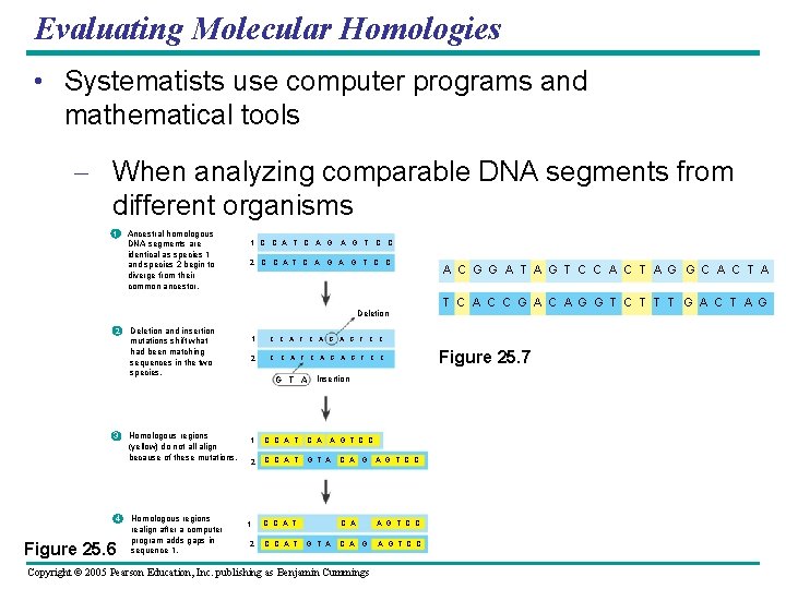 Evaluating Molecular Homologies • Systematists use computer programs and mathematical tools – When analyzing