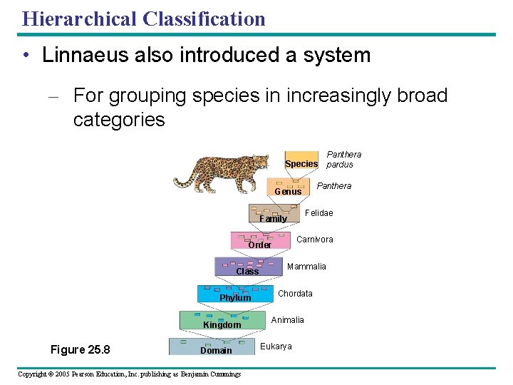 Hierarchical Classification • Linnaeus also introduced a system – For grouping species in increasingly