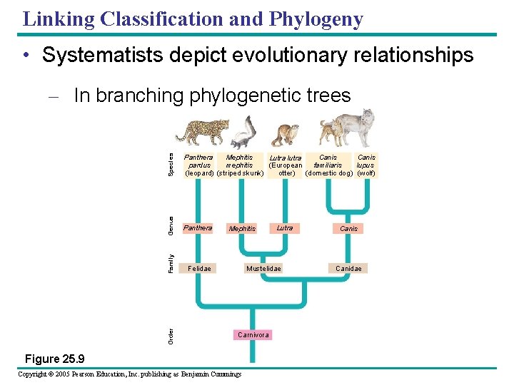 Linking Classification and Phylogeny • Systematists depict evolutionary relationships Species Panthera Order Family Panthera