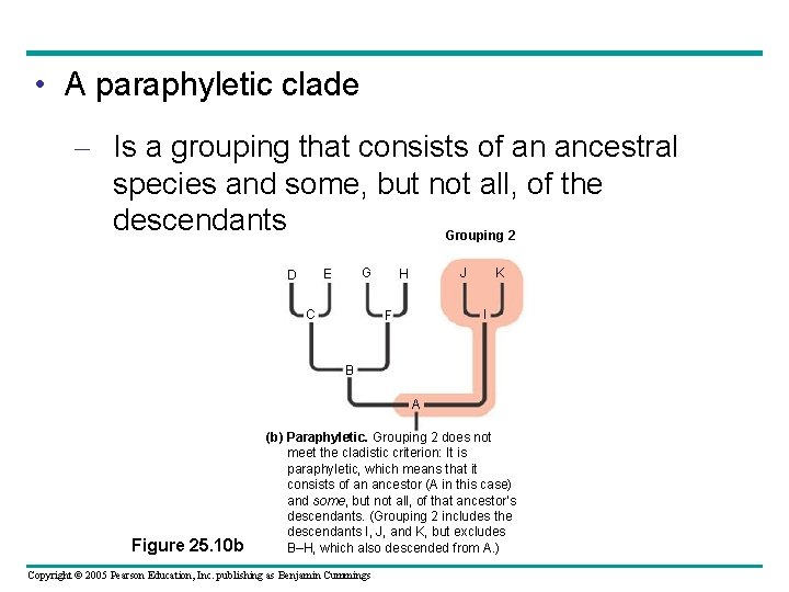 • A paraphyletic clade – Is a grouping that consists of an ancestral