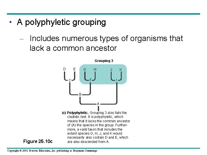  • A polyphyletic grouping – Includes numerous types of organisms that lack a