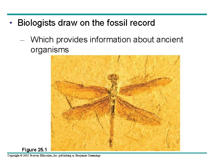  • Biologists draw on the fossil record – Which provides information about ancient