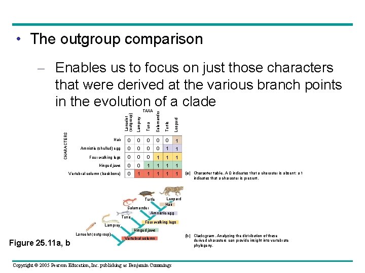  • The outgroup comparison – Enables us to focus on just those characters