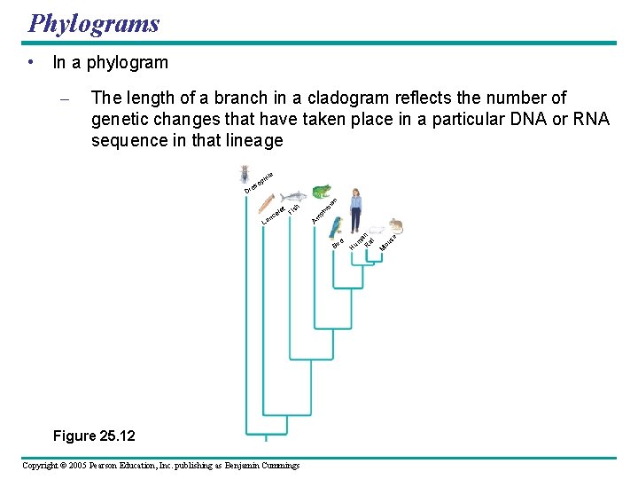 Phylograms • In a phylogram – The length of a branch in a cladogram