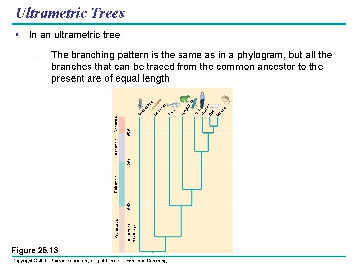 Ultrametric Trees • In an ultrametric tree 251 542 Millions of years ago Copyright