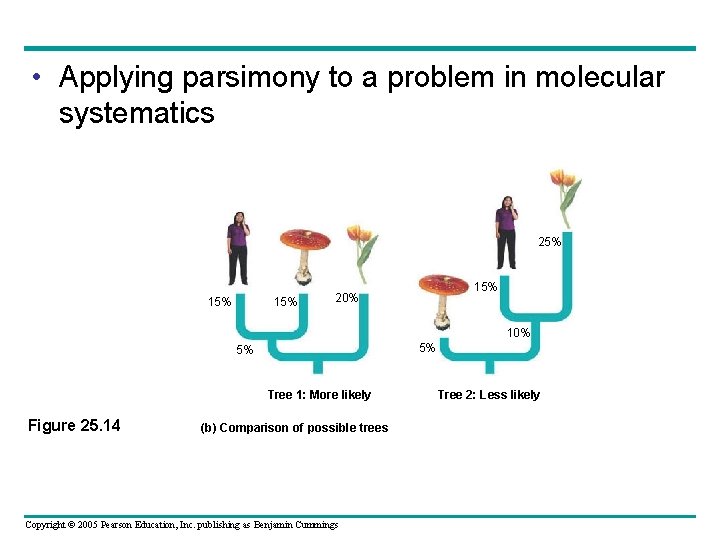  • Applying parsimony to a problem in molecular systematics 25% 15% 15% 20%