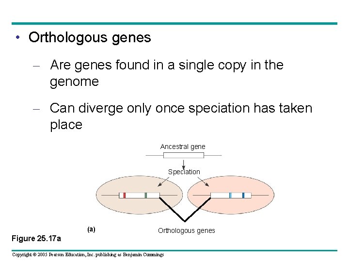  • Orthologous genes – Are genes found in a single copy in the