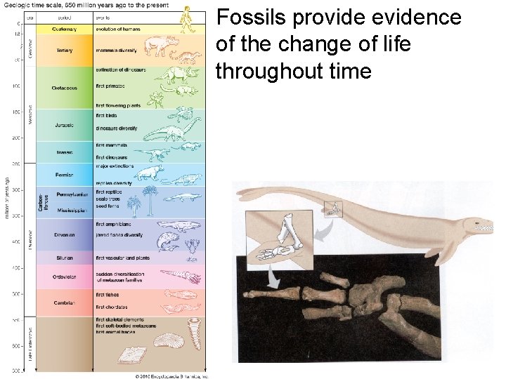 Fossils provide evidence of the change of life throughout time 