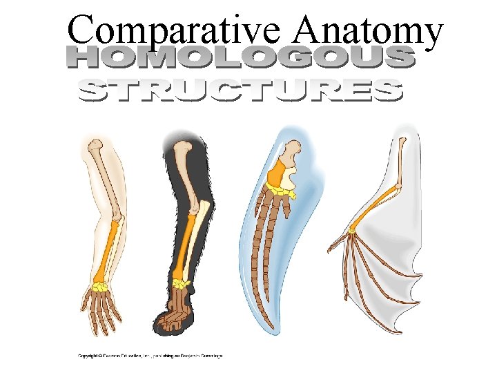 Comparative Anatomy 