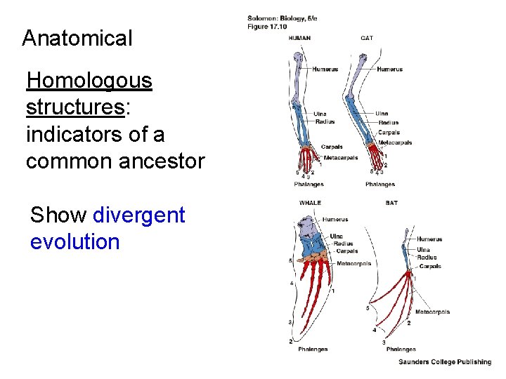 Anatomical Homologous structures: indicators of a common ancestor Show divergent evolution 