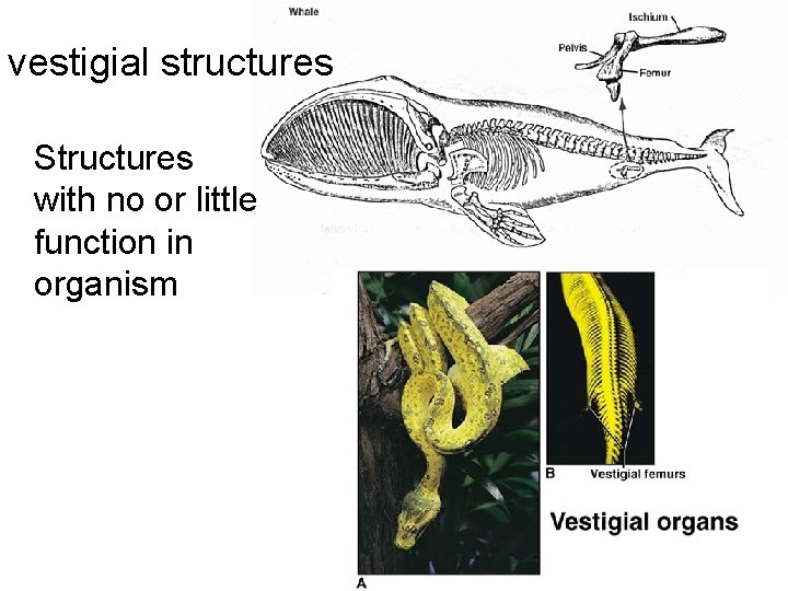 vestigial structures Structures with no or little function in organism 