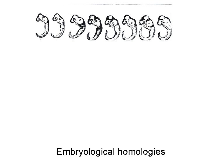 Embryological homologies 
