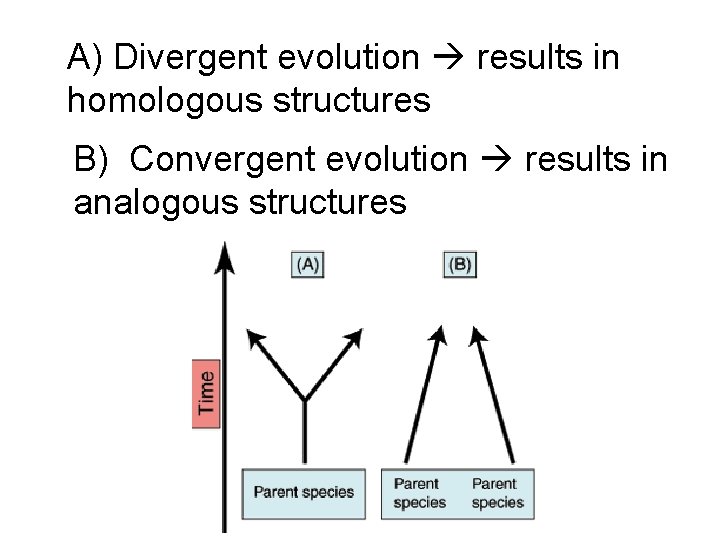 A) Divergent evolution results in homologous structures B) Convergent evolution results in analogous structures