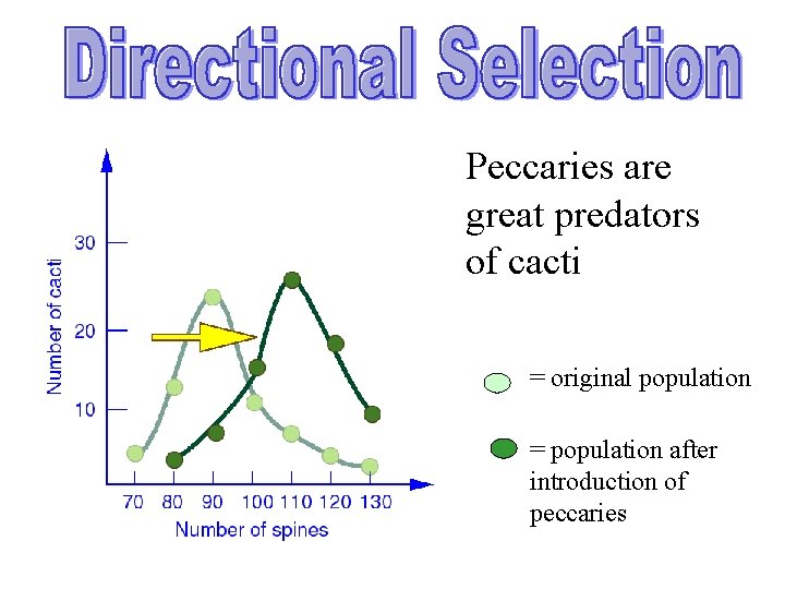 Peccaries are great predators of cacti = original population = population after introduction of